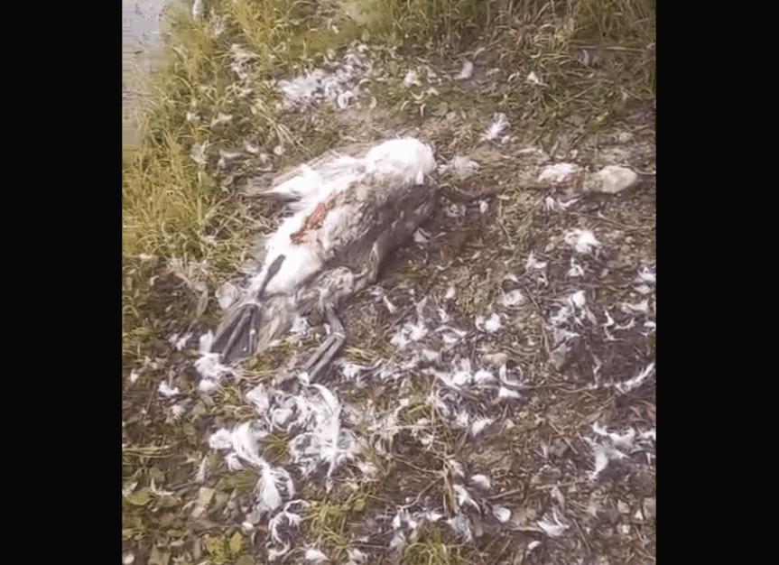 Куда они пропали? Александр Рязанцев